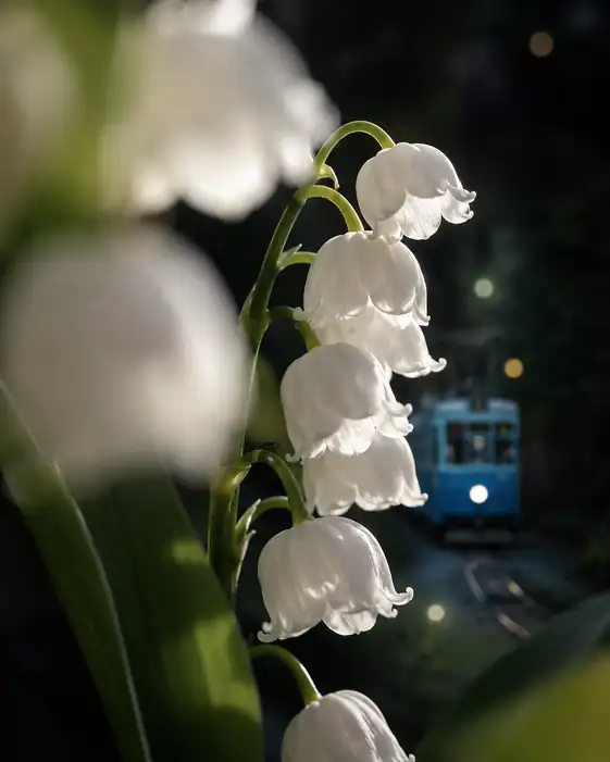 White Bells Along the Night Rails