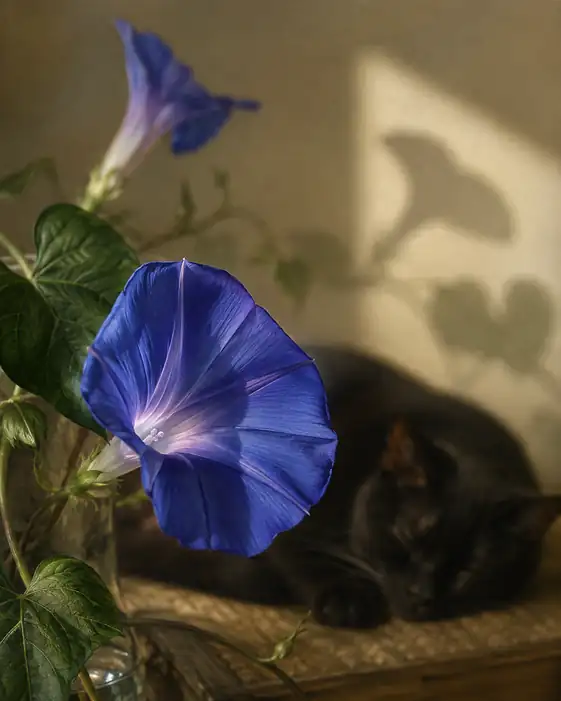 陽だまりの影とまどろむ黒猫