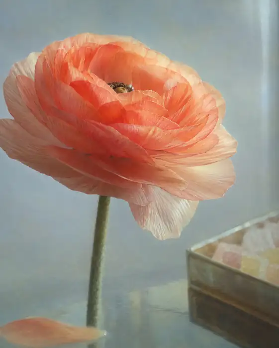 Coral Petals and the Box of Sweets