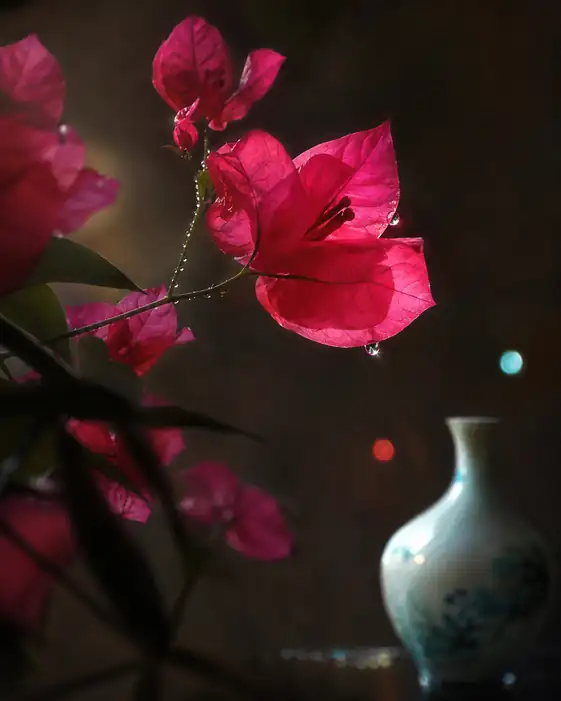 Nocturne of Crimson and Porcelain