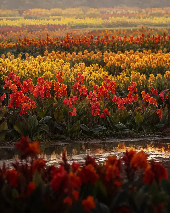 Golden Bands across the Canna Field