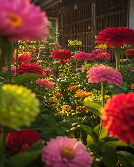 Zinnias before the Lattice Doors at Sunset