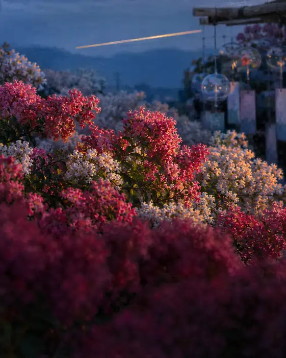 Crape Myrtle and Wind Chimes Beneath the Twilight Trail
