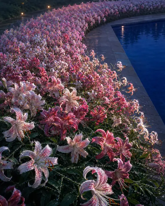 Arching Showy Lilies along the Poolside