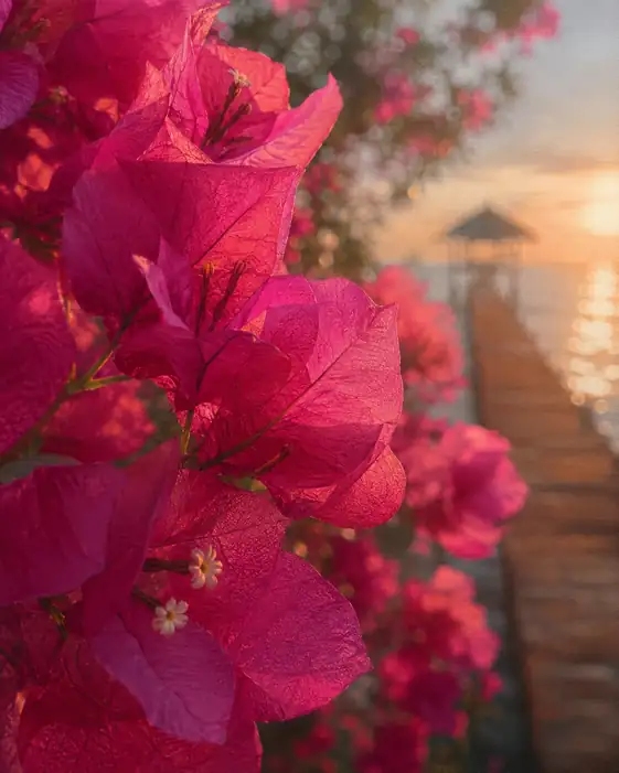 Bougainvillea Glowing against the Sunset Pier