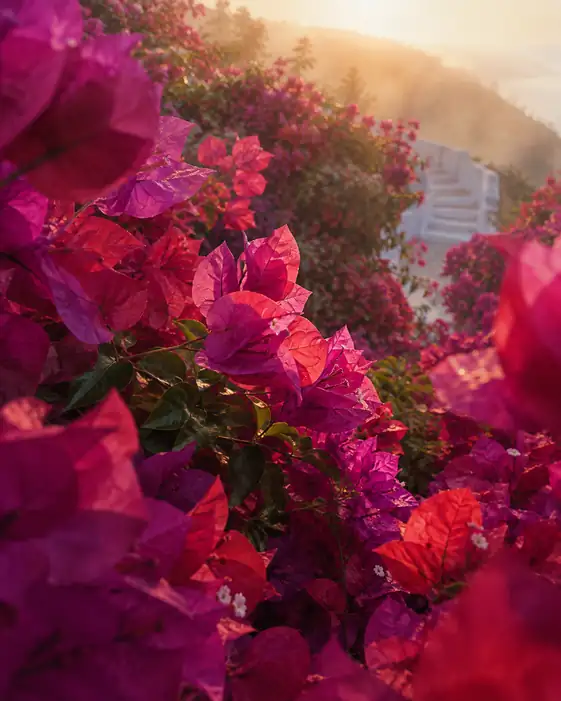 Bougainvillea along the Coastal Steps in Morning Mist