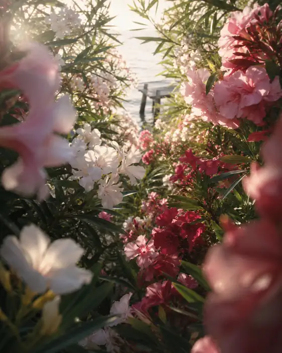 Path of Oleanders leading to the Coastal Pier
