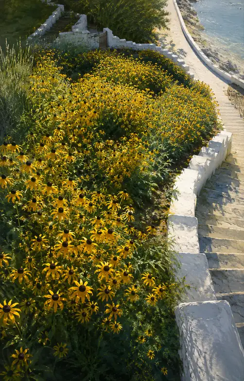 Golden Rudbeckias cascading along the White Coastal Stairway