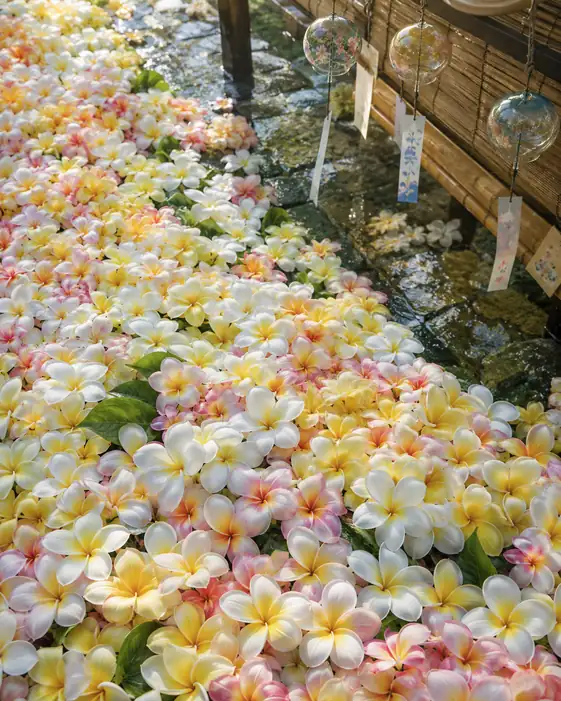 Floating Plumeria Carpet beneath Summer Wind Chimes
