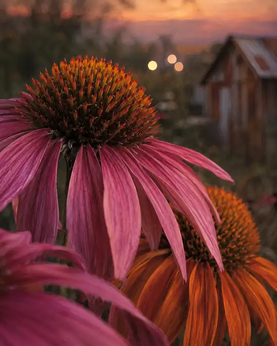 Whispers in the Twilight Bloom
