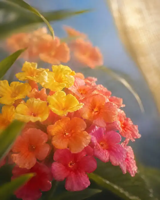 Morning Melody of Changing Hues