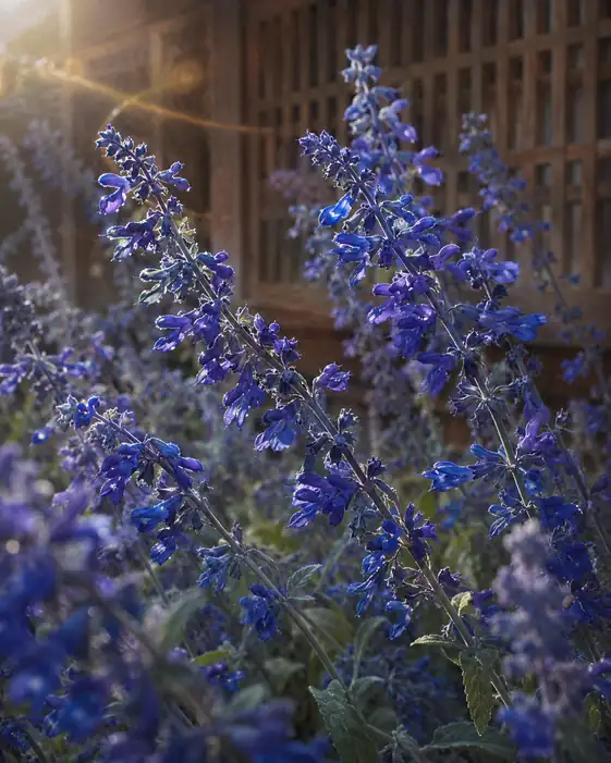 Sunlit Lattices and Blue Petals