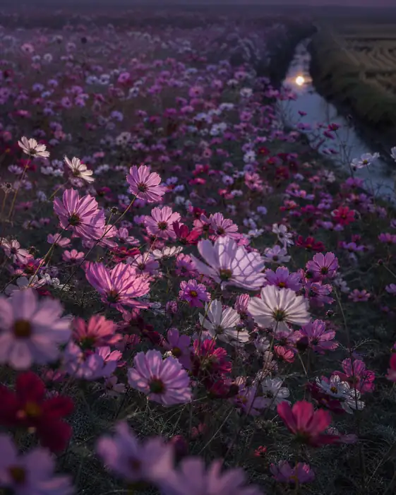 Moonlit Canal in the Cosmos Field