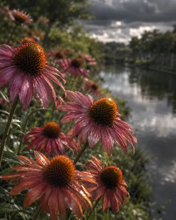 Blossoms Beside the Canal of Clouds