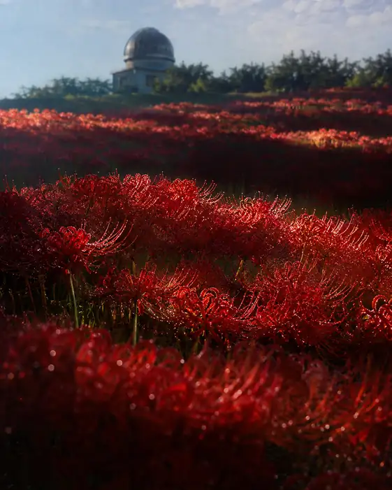 Observatory Hill in Scarlet Bloom