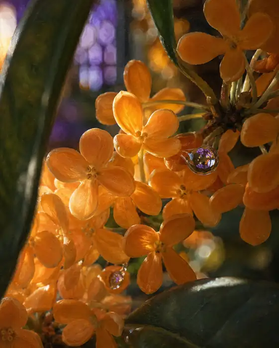 Fragrant Droplet and Stained Glass
