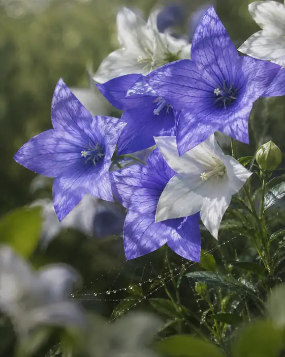 Morning Stars and Dewdrop Webs