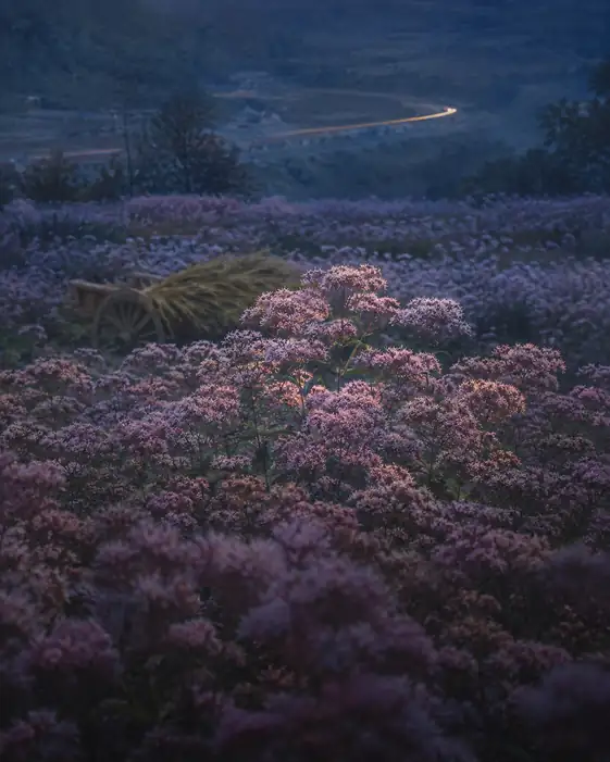 Thoroughwort Field at Twilight and Fading Trail of Light