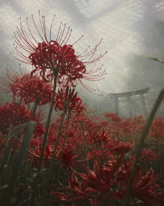 Scarlet Blooms Gazing Up at the Misty Sanctuary