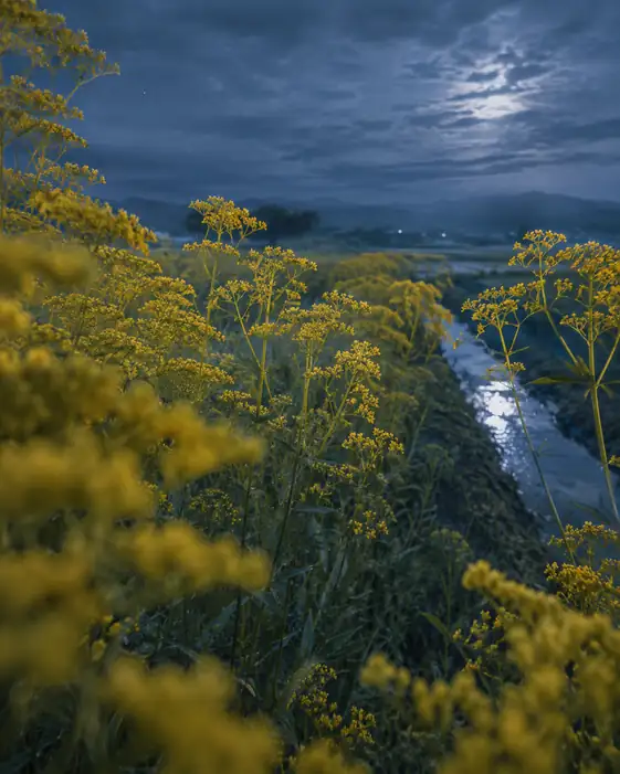 Moonlit Murmur and Yellow Blooms in the Night