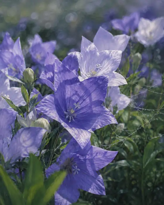 Dew-Laden Web and Bellflowers Opening in Deep Violet