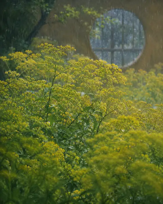 Misty Circular Window and Rain-Drenched Maiden Flowers