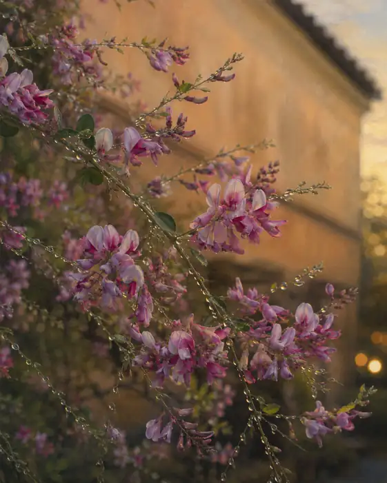 Madder-Tinged Earthen Wall and Autumn Bush Clover in Twilight Dew