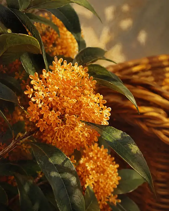 Komorebi on the Woven Basket and Fragrant Osmanthus