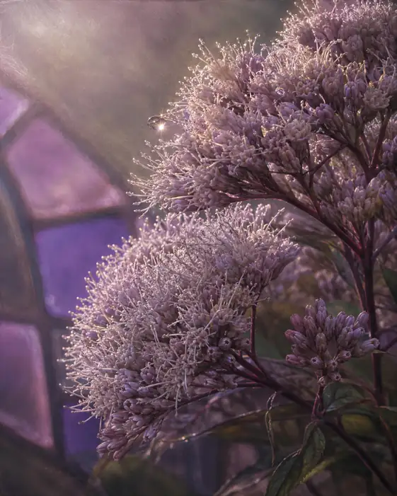 Violet Stained Glass and Star-Dew Thoroughwort