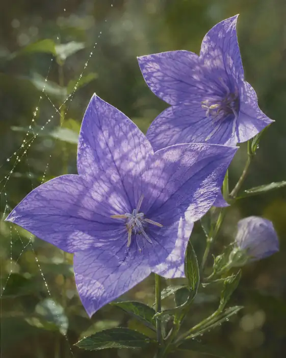 Leaf Shadows in Sunlight and Bellflowers beside Dew-Spun Web