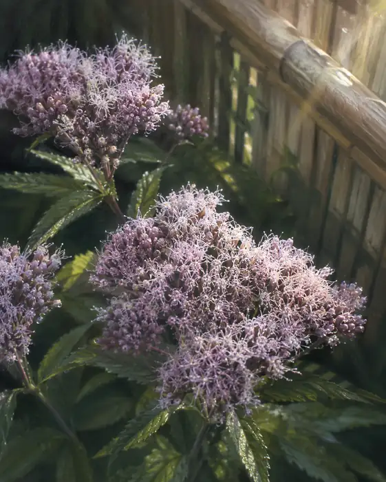Komorebi by the Bamboo Fence and Thoroughwort in Bloom