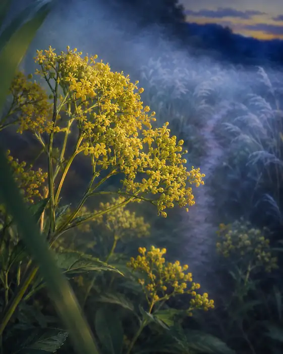 Field Path in Evening Mist and Golden Maiden Flower