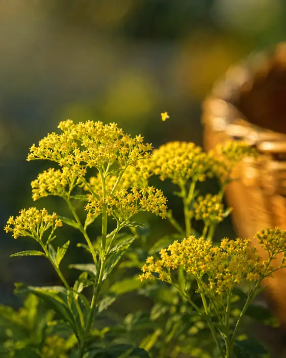 Drifting Petal in the Breeze and Sunlit Maiden Flowers