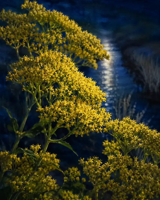 Moonlit Waterway and Maiden Flowers Blooming in the Dark