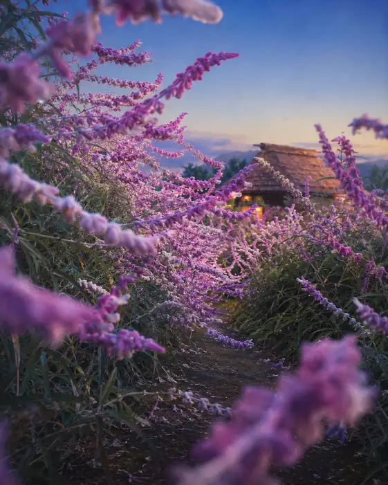 Dusk Lit Thatched Cottage and Path of Amethyst Sage