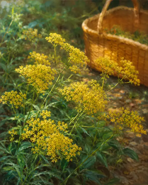 A Woven Basket in the Sunlit Meadow