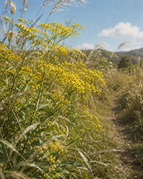 Golden Florets Along the Pampas Trail