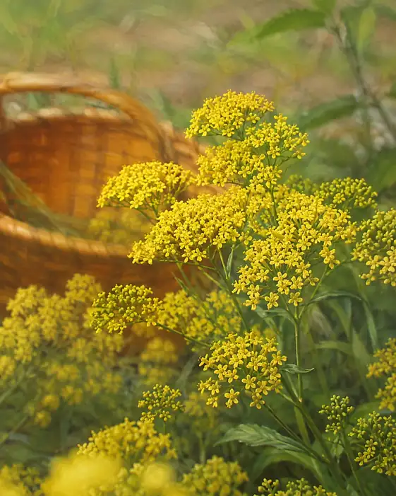 Warmth of the Wild Harvest