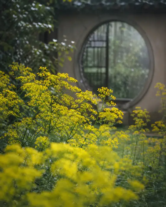 Misty Round Window and Dewy Patrinia