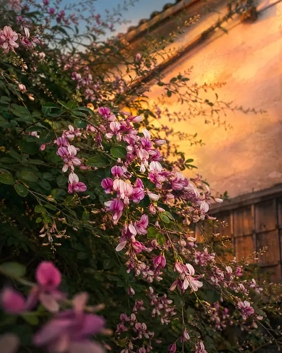 Bush Clover Shimmering Along the Sunset Wall