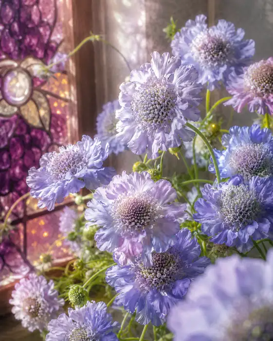 A Cathedral of Light Blossoms Among the Flowers