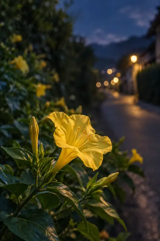 坂道に灯る夕暮れの白粉花