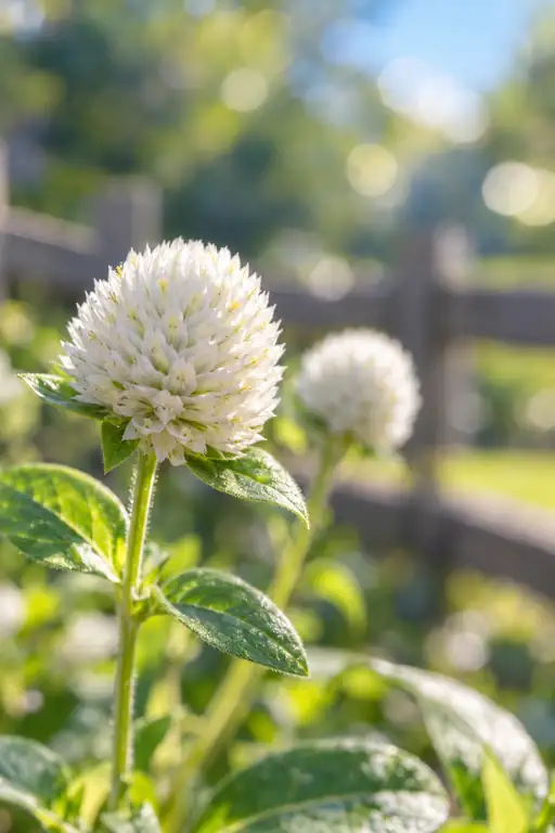 Sphere of Morning Purity