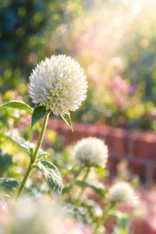 White Sphere of Morning Radiance