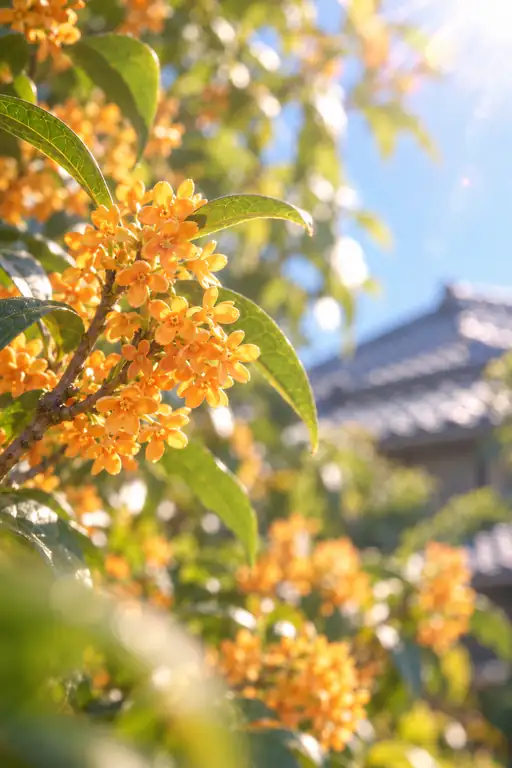 Sunlit Osmanthus by the Tiled Roof