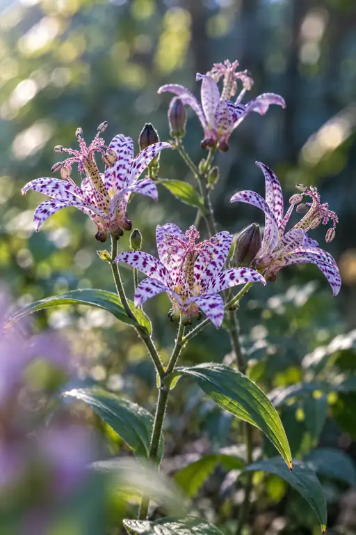 My Quiet Resolve to Bloom