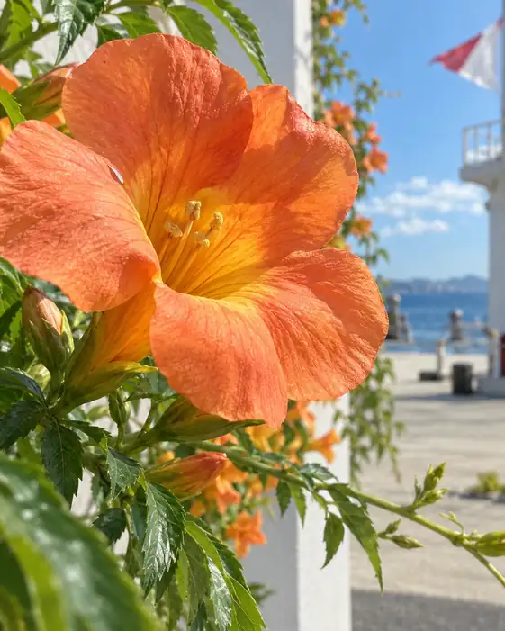 Summer Calls toward the Sea