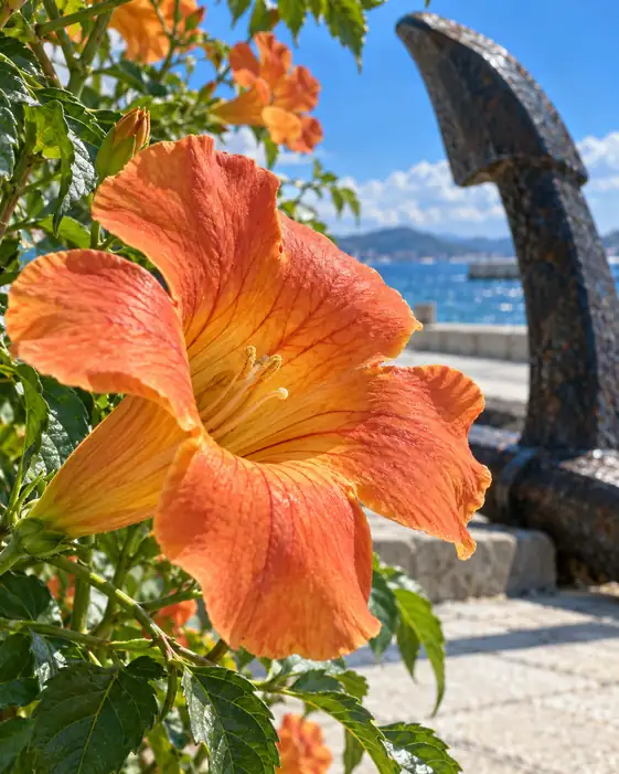 The Brief Bloom and the Lasting Shore
