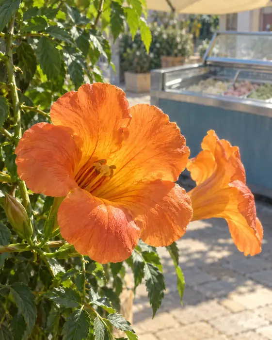 The Sweet Brightness of an Idle Day