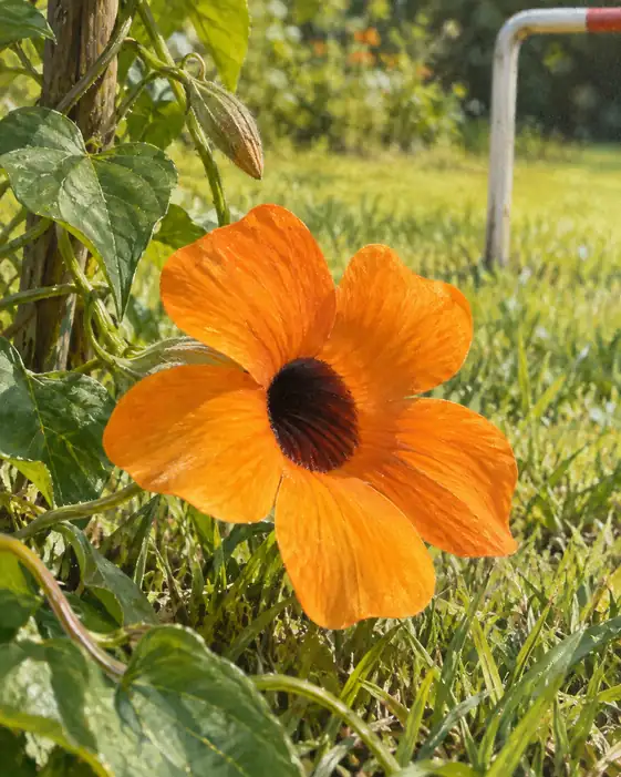 The Field Opens One Bright Eye